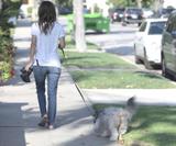 Actress Rachel Bilson in jeans walks her pooch in LA