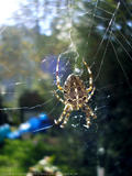 http://img44.imagevenue.com/loc750/th_32656_2spider2_122_750lo.jpg