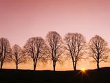 http://img44.imagevenue.com/loc778/th_26453_Beech3Trees3at3Sunrise_123_778lo.jpg